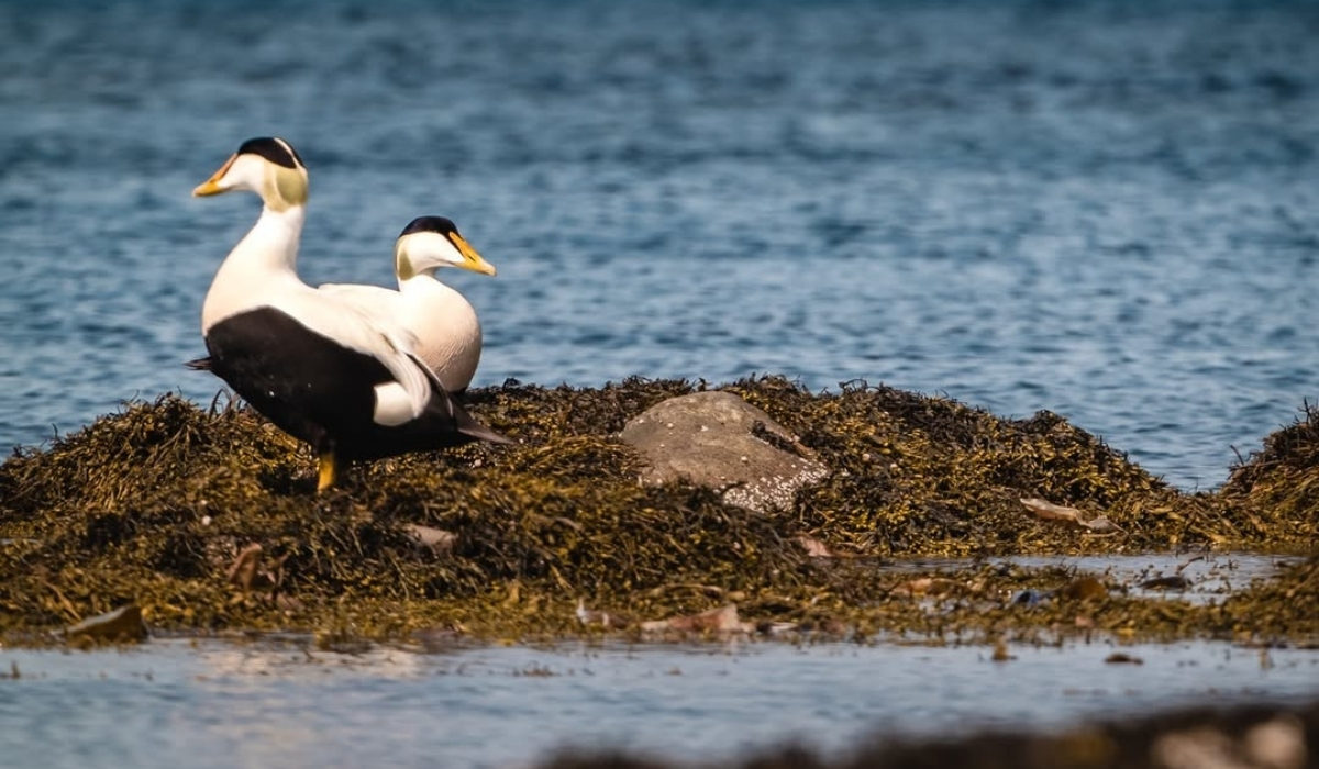 World Waterfowl Day 2026